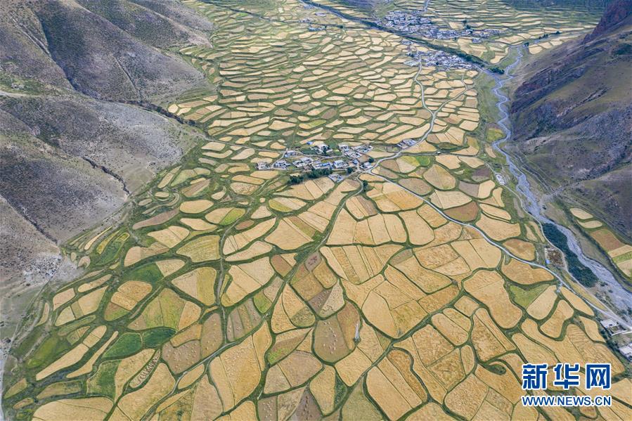 （新華全媒頭條&middot;圖文互動(dòng)）（9）愿做高原一粒種 化作金穗撒人間&mdash;&mdash;追記我國青稞研究專家尼瑪扎西