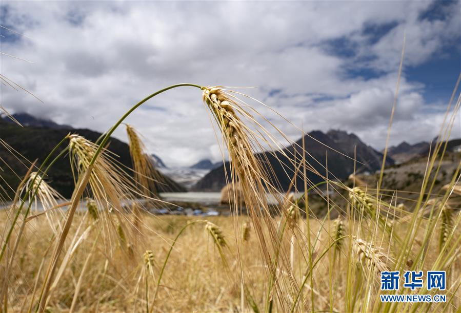 （新華全媒頭條&middot;圖文互動(dòng)）（10）愿做高原一粒種 化作金穗撒人間&mdash;&mdash;追記我國青稞研究專家尼瑪扎西