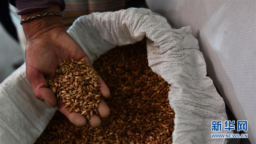 （新華全媒頭條&middot;圖文互動(dòng)）（11）愿做高原一粒種 化作金穗撒人間&mdash;&mdash;追記我國青稞研究專家尼瑪扎西