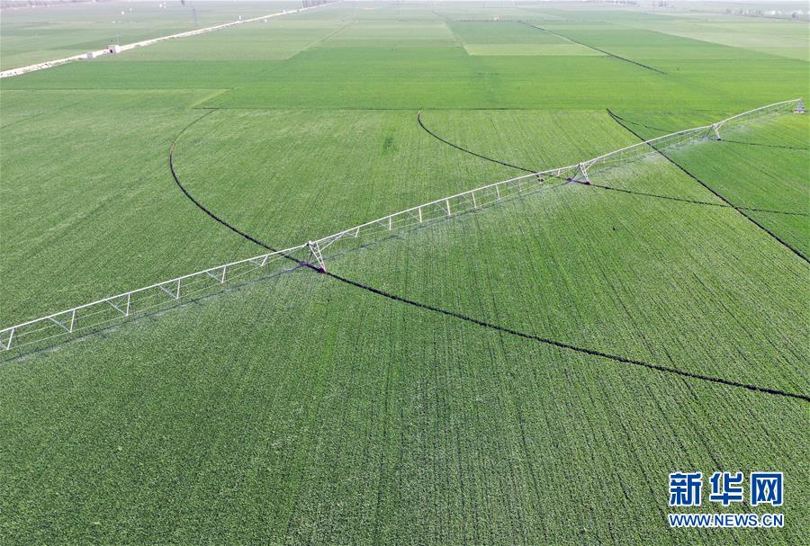 （在習近平新時代中國特色社會主義思想指引下&mdash;&mdash;新時代新作為新篇章&middot;習近平總書記關切事&middot;圖文互動）（4）新農事、新希望&mdash;&mdash;夏收前田間新動態(tài)掃描