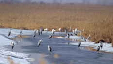 中國&ldquo;最北&rdquo;濕地迎來今年首批候鳥