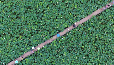 江西進(jìn)賢2000畝蓮花盛開(kāi) 鳥(niǎo)瞰畫(huà)面呈現(xiàn)&ldquo;幾何美&rdquo;