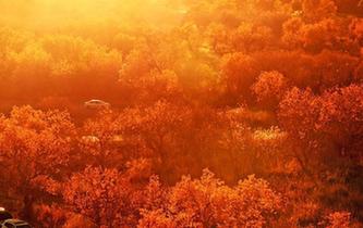 新疆克拉瑪依金秋胡楊&ldquo;醉&rdquo;游人