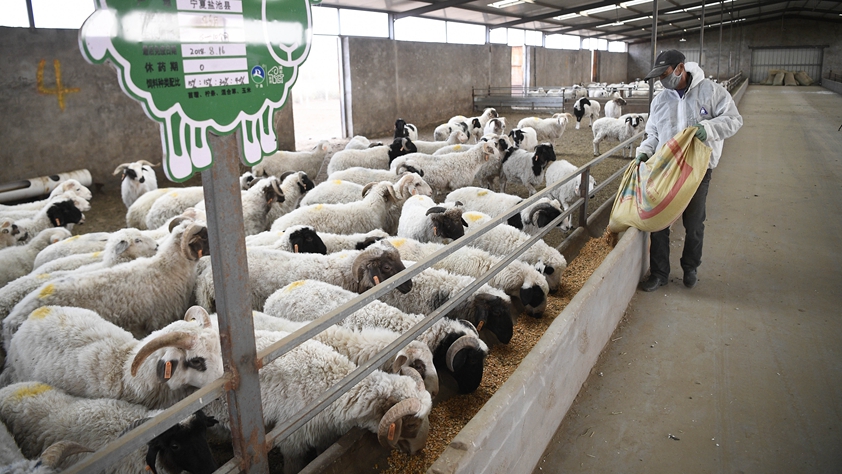 厚植產(chǎn)業(yè)根基 巧用金融工具&mdash;&mdash;寧夏鹽池縣脫貧紀實