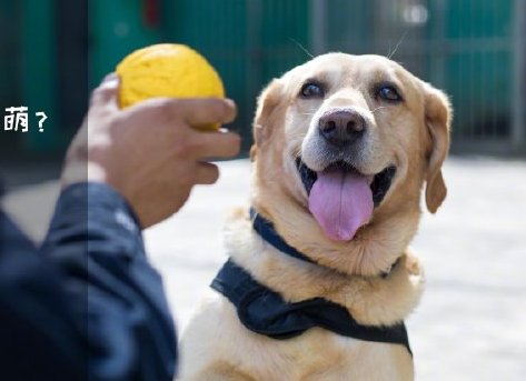 為了&ldquo;破冰&rdquo;，它們英勇無畏！