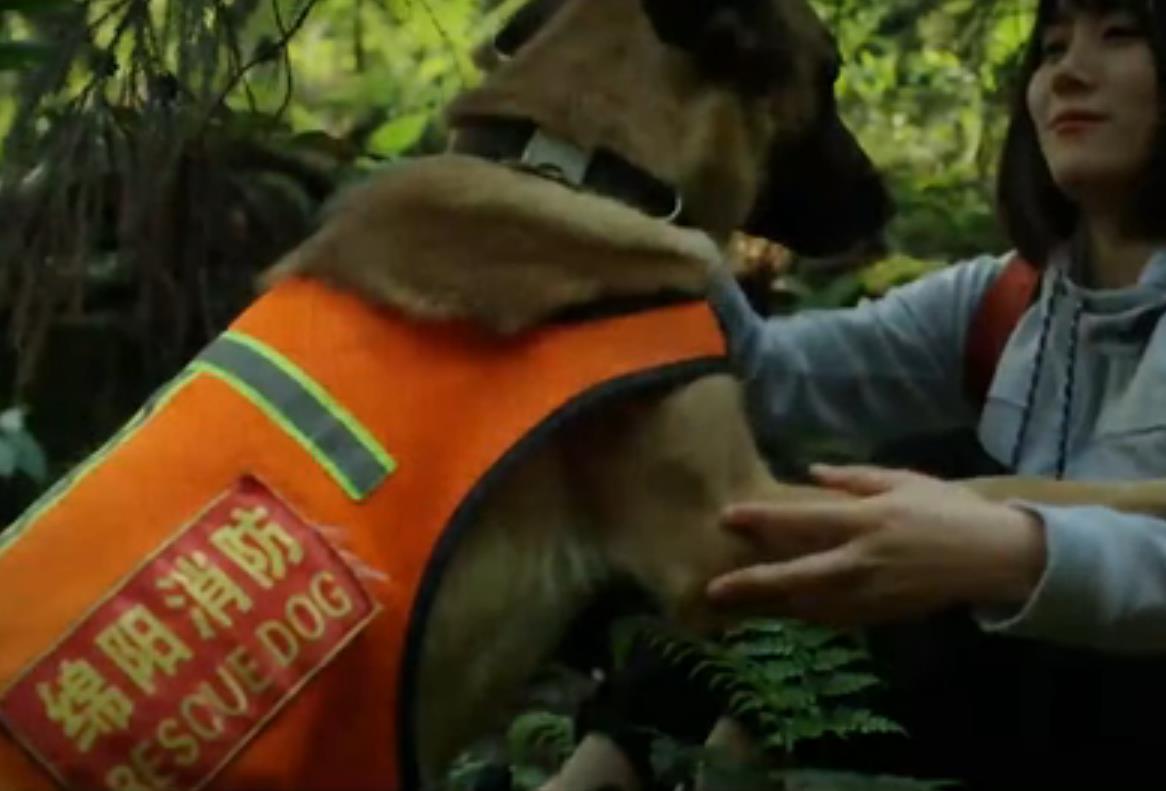全國防災(zāi)減災(zāi)日｜無言的戰(zhàn)士 忠誠的伙伴&mdash;&mdash;搜救犬