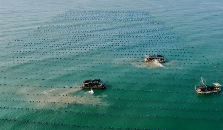 福建霞浦： 邁入&ldquo;蠔&rdquo;門能致富