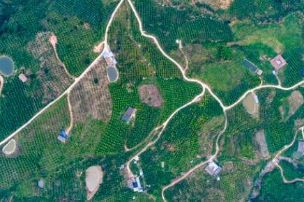 金沙江畔新華坪：黑色轉(zhuǎn)綠色，荒山變金山