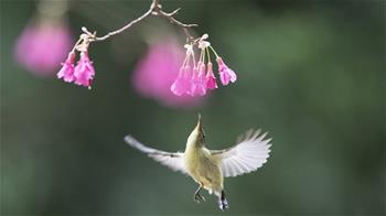 叉尾太陽(yáng)鳥(niǎo)懸停采蜜