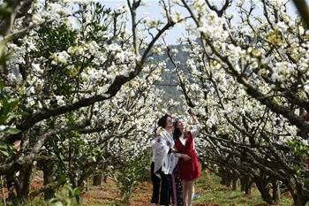 一年春好處 梨花雪滿(mǎn)園