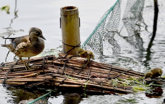 超有愛！西湖里的鴛鴦&ldquo;愛心橋&rdquo;升級