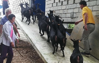 華能?？陔姀S：脫貧攻堅齊心力 貧困鄉(xiāng)村煥新顏