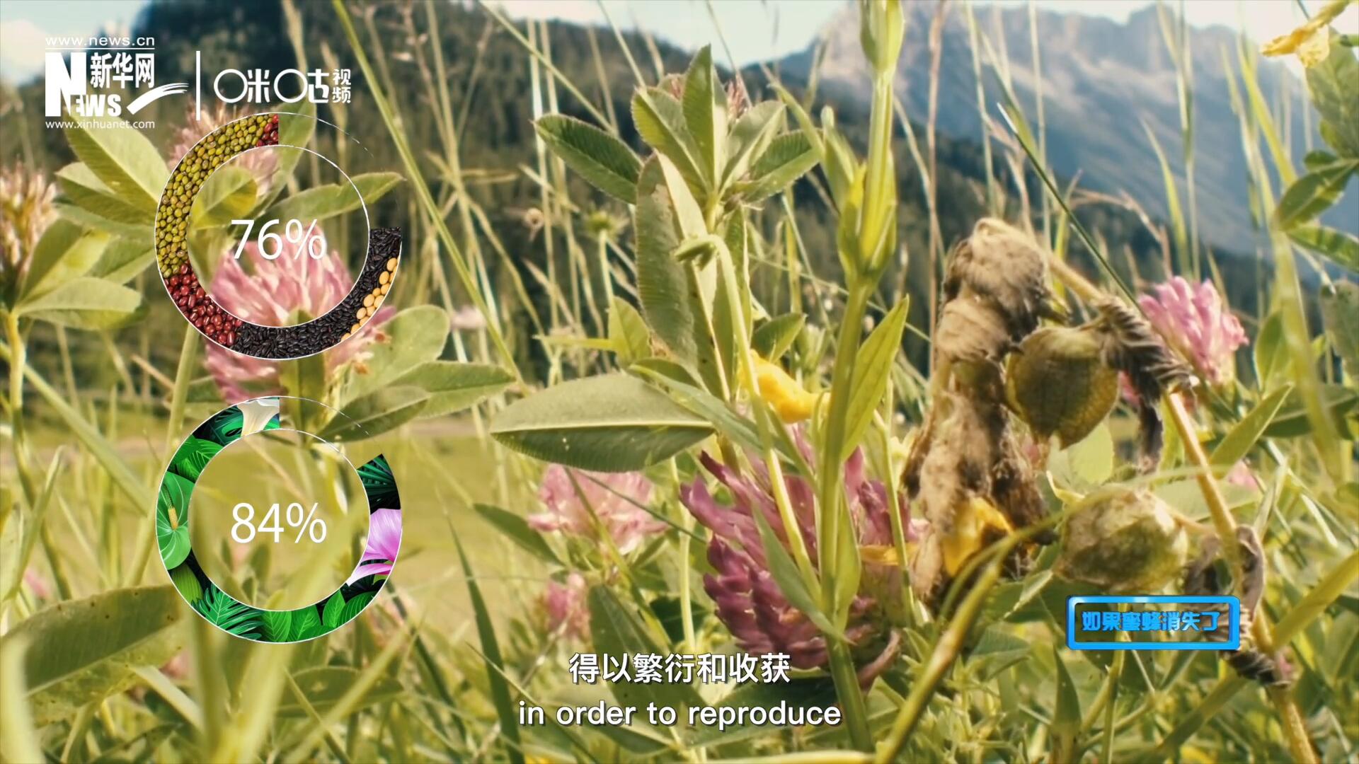 世界上百分之七十六的糧食作物和百分之八十四的植物，通過蜜蜂傳授花粉得以繁衍和收獲