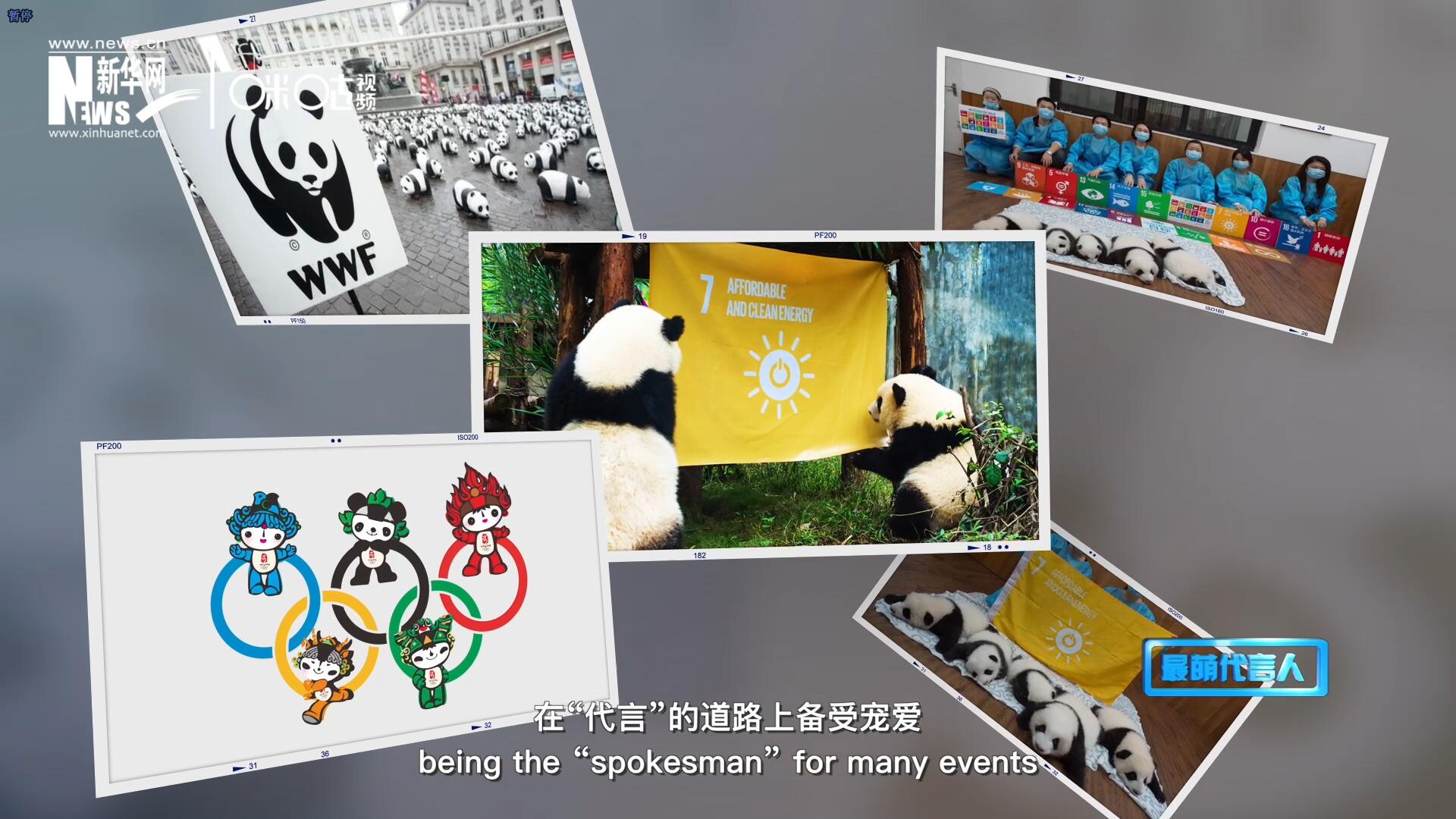 大熊貓在世界各地圈粉無數(shù)，在&ldquo;代言&rdquo;的道路上備受寵愛。