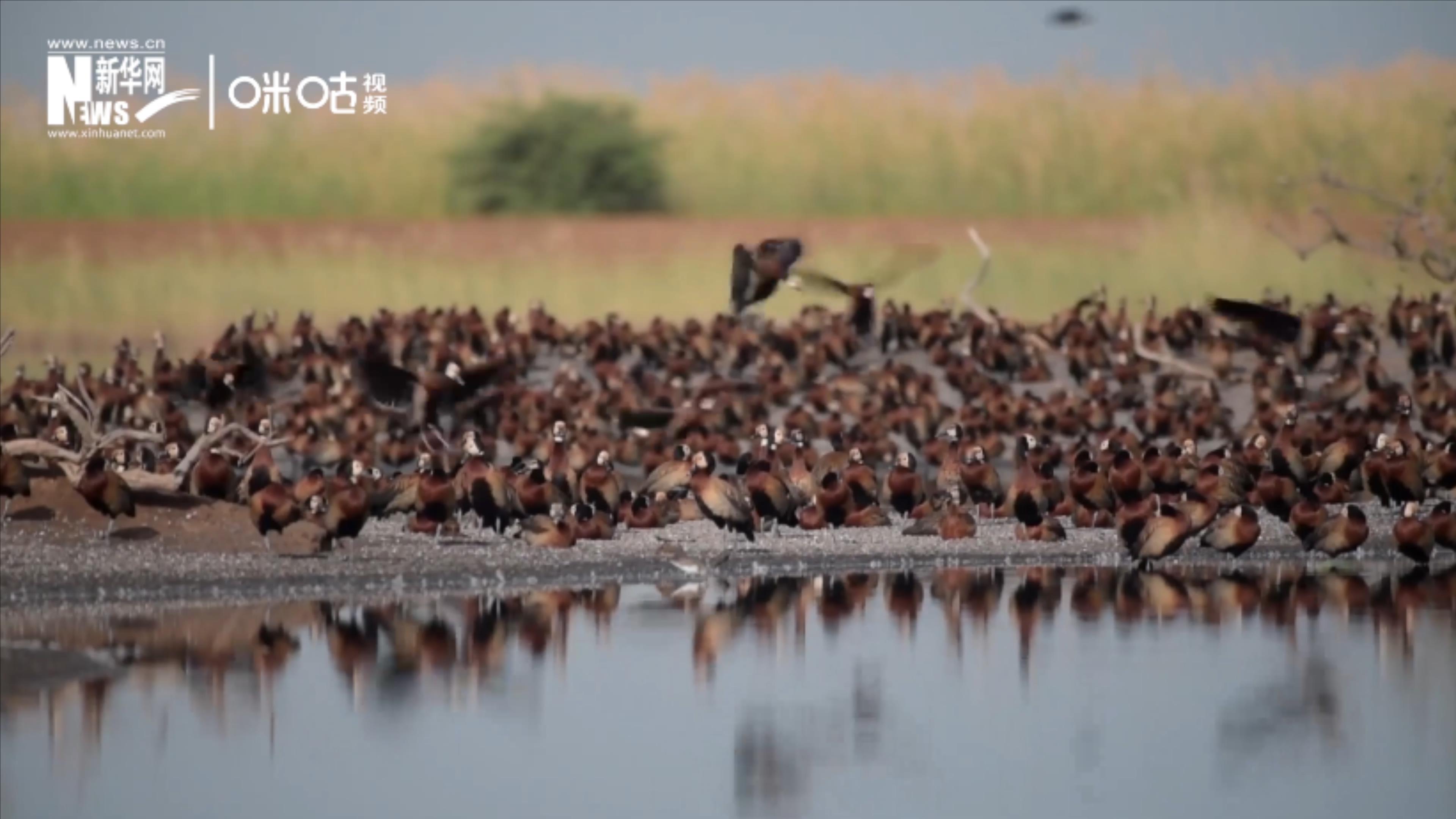 候鳥(niǎo)將人類、生態(tài)系統(tǒng)和世界各國(guó)連在一起