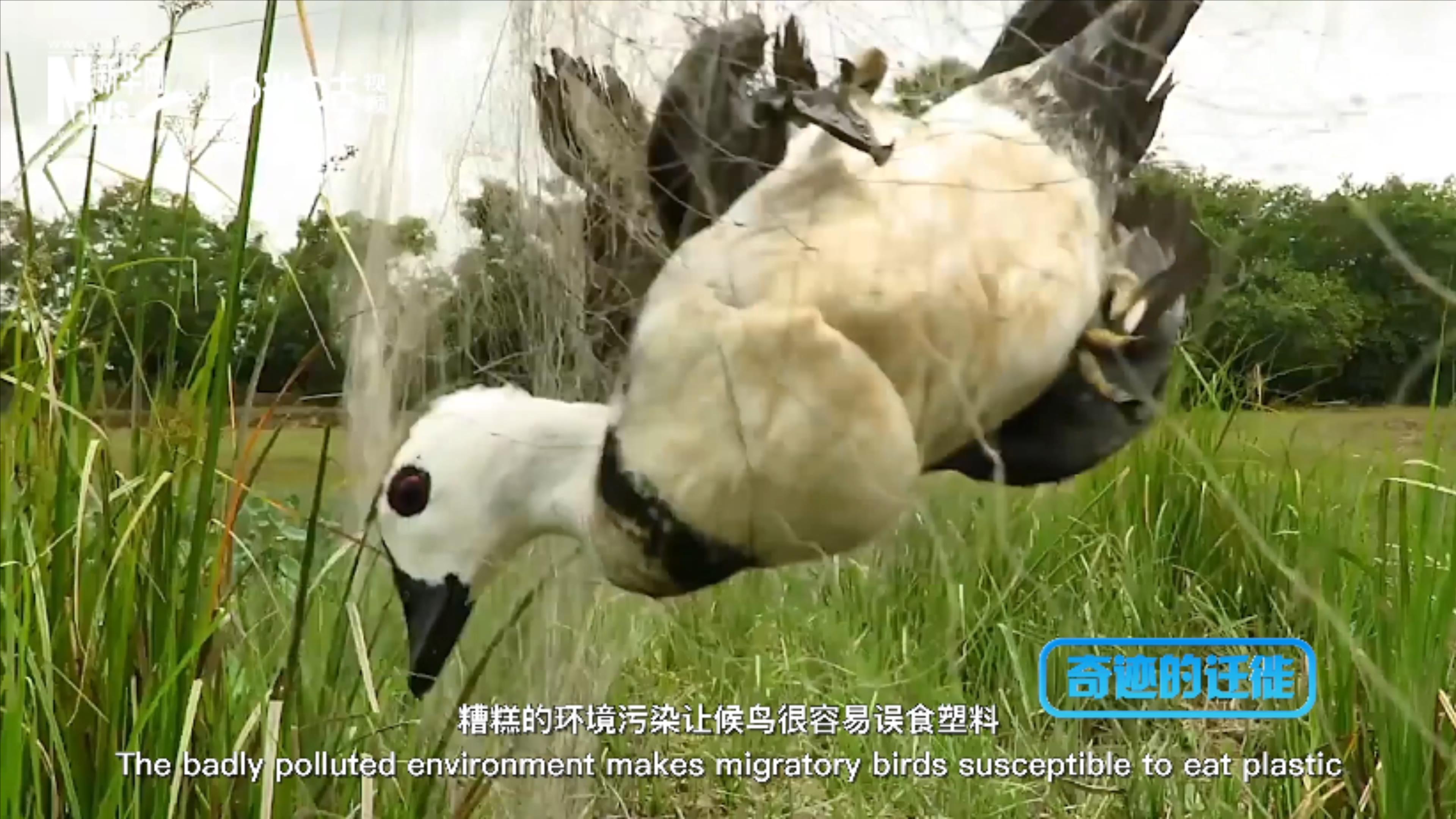 棲息地減少、環(huán)境污染、捕殺正威脅著候鳥(niǎo)的生存