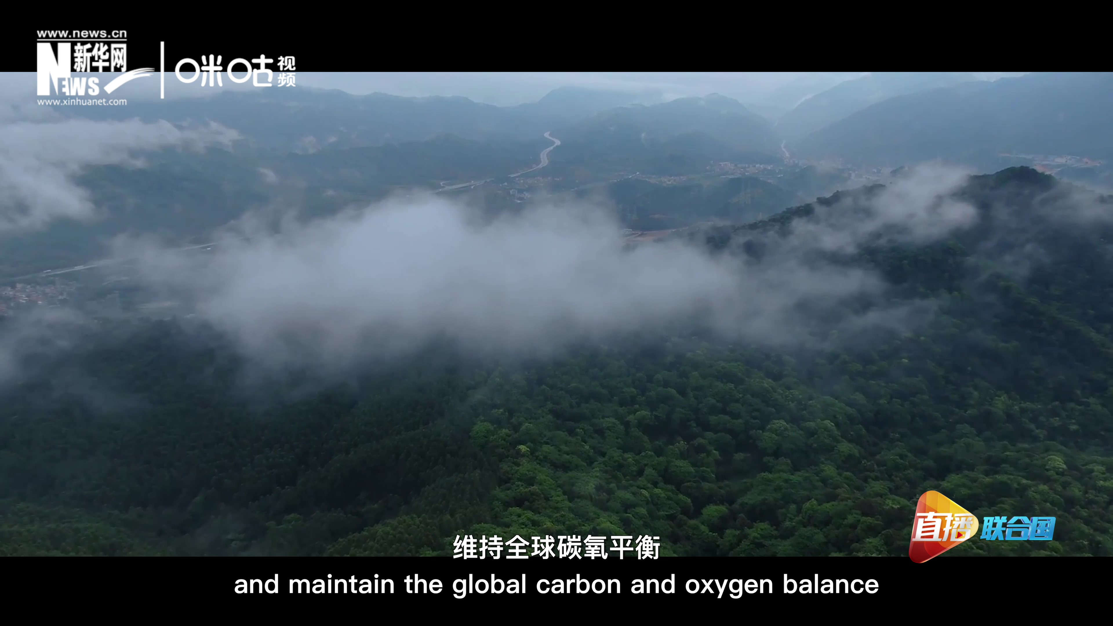 森林的碳匯可以協(xié)助減緩氣候變化，維持全球碳氧平衡