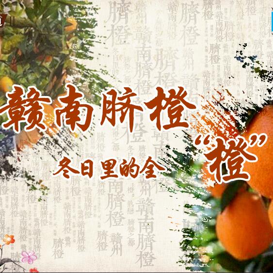 贛南臍橙：冬日里的全&ldquo;橙&rdquo;熱戀