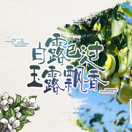 白露已過(guò)，玉露飄香