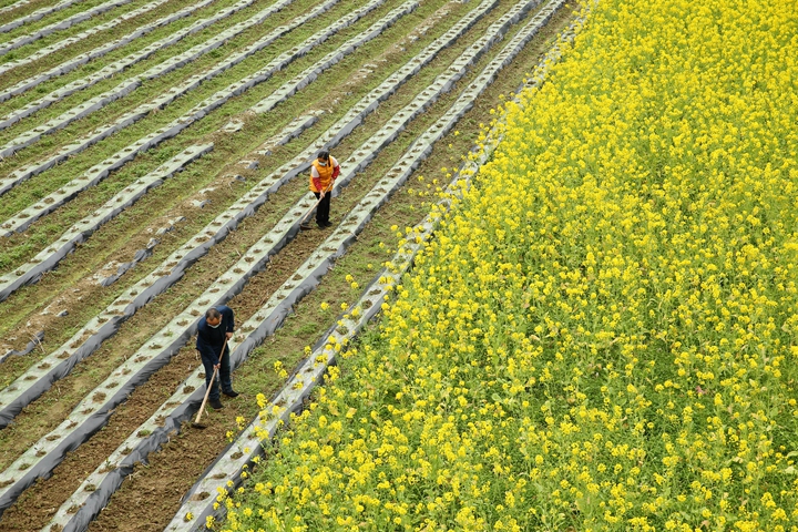 新華社評論員:防疫不誤農(nóng)時，固本首在&ldquo;三農(nóng)&rdquo;