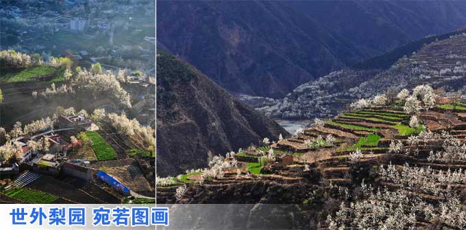 組圖:世外梨園 宛若圖畫