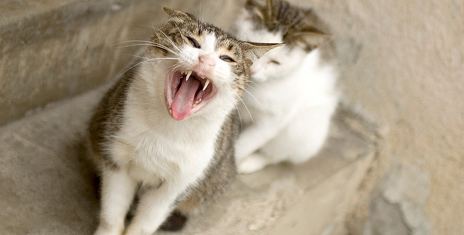 你見過這樣的腹黑貓嗎？