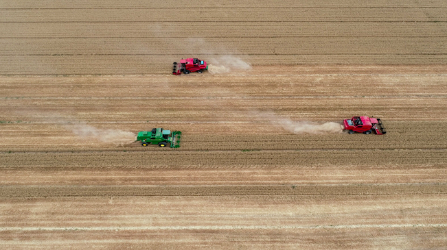 【&ldquo;飛閱&rdquo;中國(guó)】黃河兩岸，麥浪翻滾遍地金