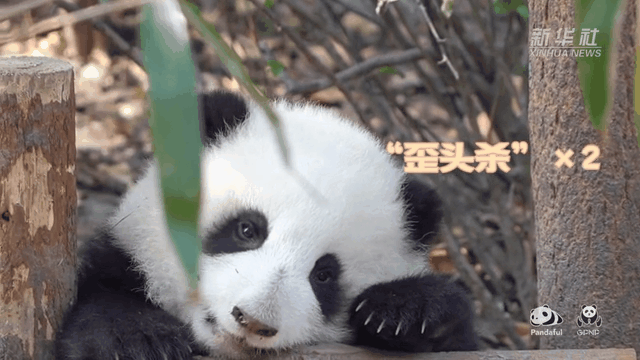 請注意，前方有滾滾發(fā)起近距離&ldquo;歪頭殺&rdquo;