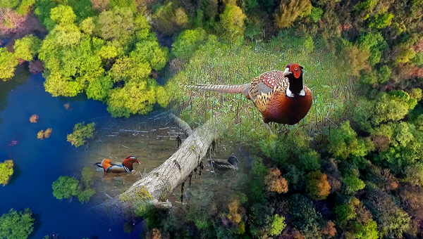 世界地球日丨神奇珍稀動物在哪里？車八嶺國家級自然保護(hù)區(qū)走一波