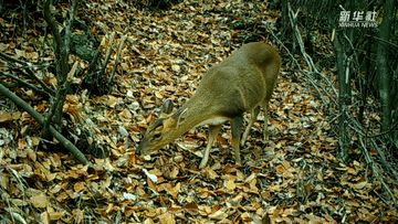 呆萌可愛！國家三有保護(hù)動(dòng)物小麂現(xiàn)身重慶陰條嶺