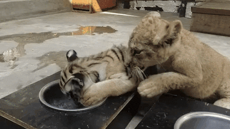 &ldquo;萌萌噠&rdquo;！虎獅&ldquo;姊妹花&rdquo;