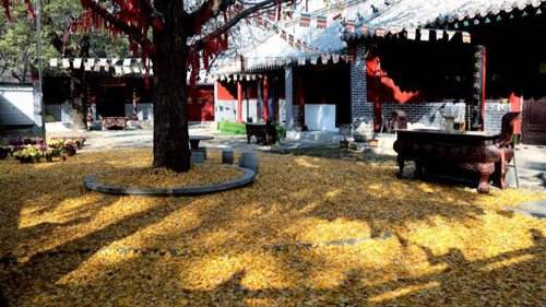 臨沂小伙回老家，爹媽往后備箱里塞活豬