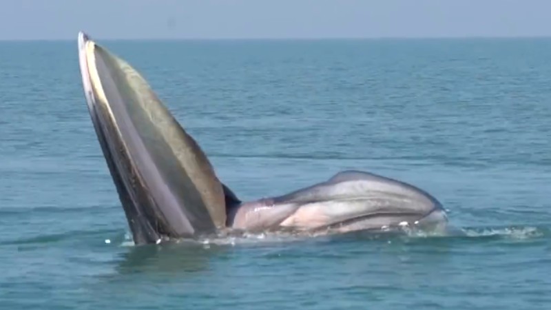 罕見(jiàn)！布氏鯨首次主動(dòng)靠近科研船