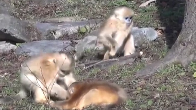 陜西：動物個(gè)體識別系統(tǒng)可精準(zhǔn)識別&ldquo;猴臉&rdquo;