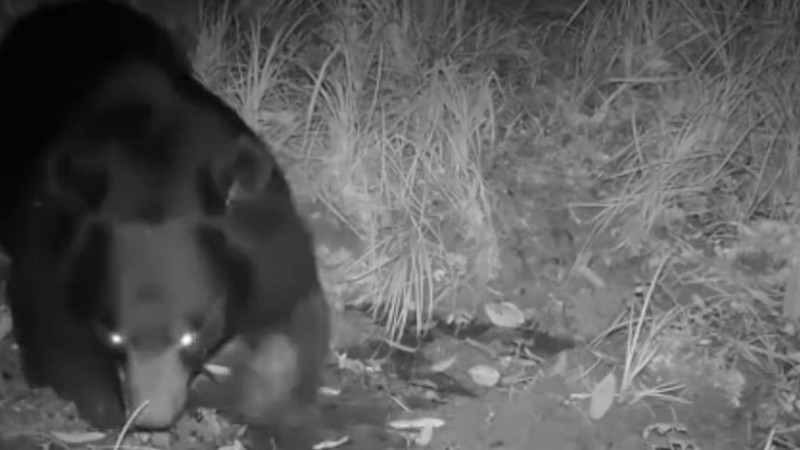 熊出沒(méi)！云南拍到黑熊喝水滾泥潭畫(huà)面