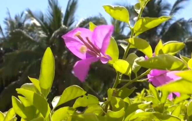 海南：超40℃！多市縣發(fā)布高溫預(yù)警