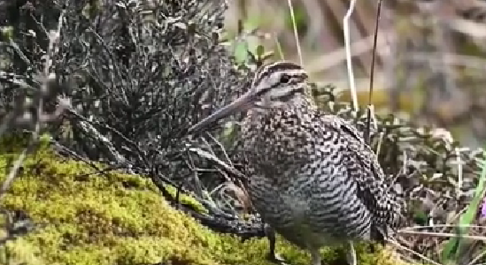 四川綿陽(yáng)：拍攝到罕見(jiàn)鳥類&mdash;&mdash;林沙錐影像