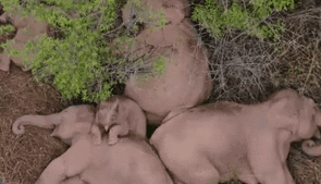 &ldquo;象&rdquo;往何處？ 亞洲象的&ldquo;正確睡姿&rdquo;什么樣？