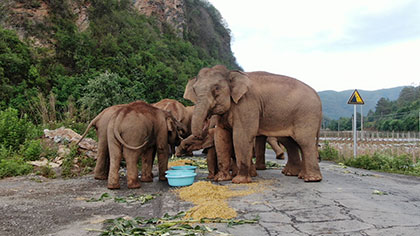 大象去哪兒？ 昨天野象群在玉溪易門活動
