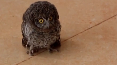 云南楚雄：三只貓頭鷹&ldquo;萌寶&rdquo;做客農(nóng)家