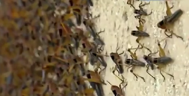 恐怖！ 漫天飛舞 俄邊疆區(qū)遭蝗蟲、瓢蟲侵襲