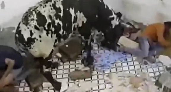 驚嚇！ 印度公牛打架沖進(jìn)屋子 男子奪門而出