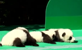 &ldquo;萌神&rdquo;駕到！新生熊貓寶寶&ldquo;C位&rdquo;亮相