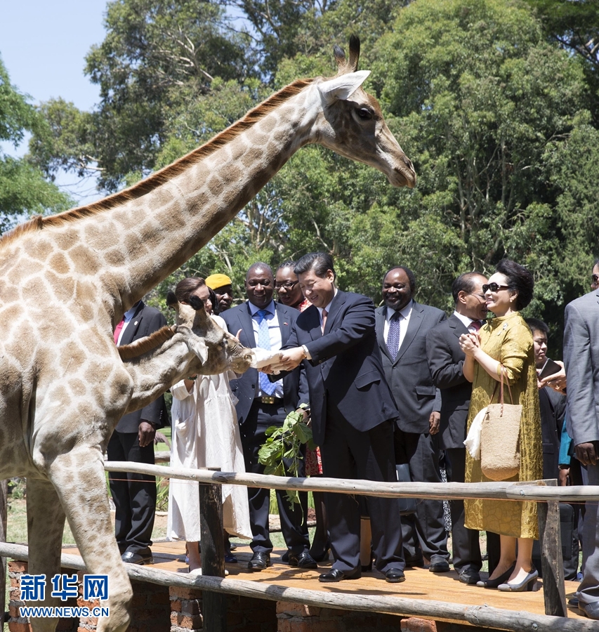 12月2日，國家主席習近平在津巴布韋考察野生動物救助基地。在基地負責人陪同下，習近平和夫人彭麗媛察看了基地救助的野生動物，并給大象、長頸鹿遞喂水果、樹葉。新華社記者 黃敬文 攝 