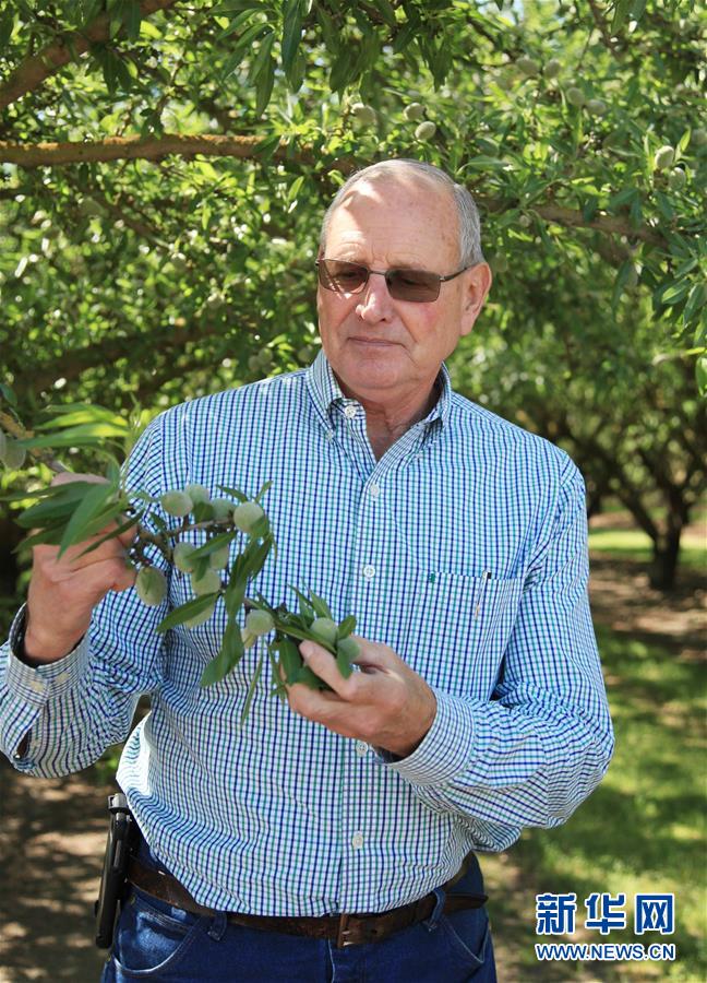 （國(guó)際&middot;圖文互動(dòng)）（2）加州巴旦木種植業(yè)農(nóng)民期待中美早日消除貿(mào)易摩擦