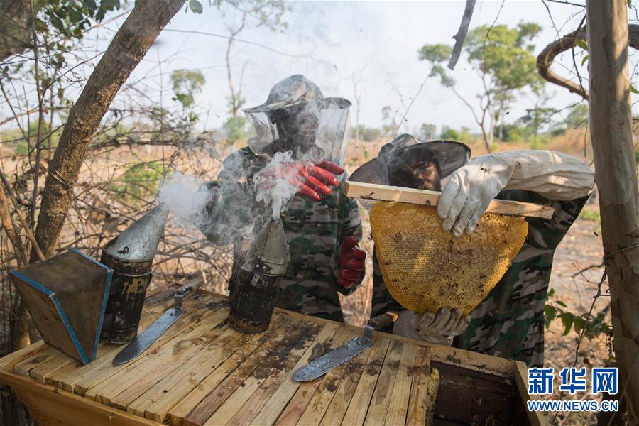 （國際&middot;聚焦進(jìn)口博覽會&middot;圖文互動）（4）通訊：贊比亞蜂蜜企業(yè)欲借進(jìn)博會開拓中國市場