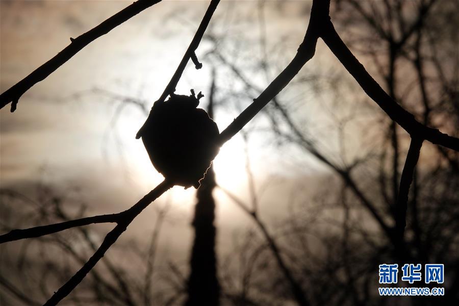 （國(guó)際&middot;圖文互動(dòng)）（10）一場(chǎng)山火，讓這個(gè)冬天格外冷&mdash;&mdash;探訪美國(guó)加州山火災(zāi)區(qū)