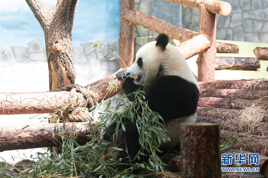 （習(xí)近平出訪配合稿&middot;圖文互動）（3）通訊：&ldquo;友誼使者&rdquo;中國大熊貓入住莫斯科新家