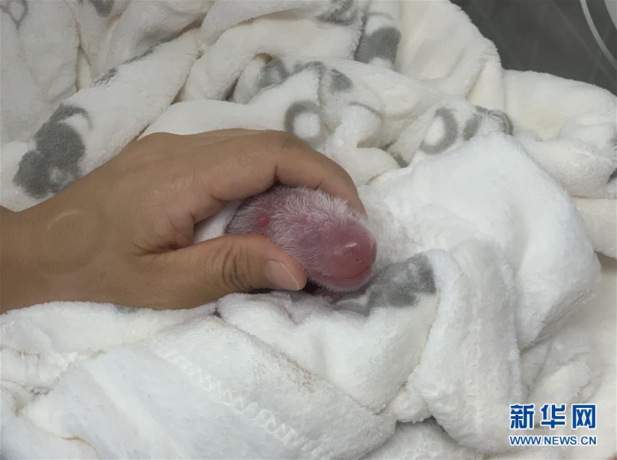 （國際）（3）旅德大熊貓&ldquo;夢夢&rdquo;產(chǎn)下雙胞胎