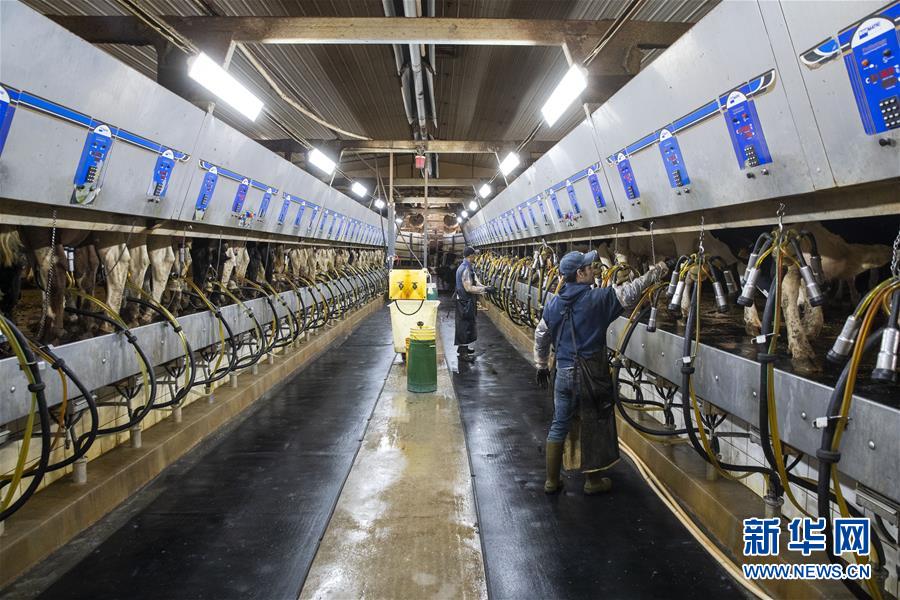 （國(guó)際&middot;圖文互動(dòng)）（3）通訊：&ldquo;希望我們的乳制品順利裝船駛向中國(guó)&rdquo;&mdash;&mdash;美國(guó)奶農(nóng)期盼中美貿(mào)易爭(zhēng)端早日解決